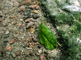 Lonely leaf